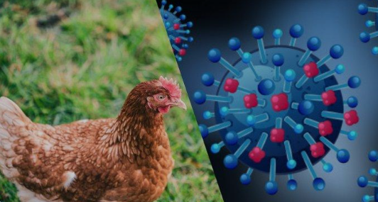 WOAH: Wabah Flu Burung H5N2 pada Bebek Terjadi di Filipina